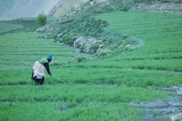 The villagers have to work hard in the summer to harvest enough food to last them through the harsh winters. Barely and potatoes are a staple in their diet.