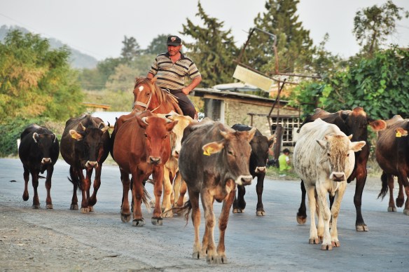 The cows coming home.