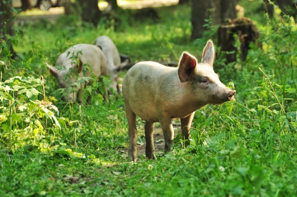 Oink oink! We loved the many pigs we encountered wandering all around Georgia.