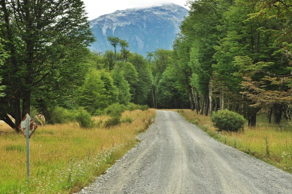 The beautiful forested road. 