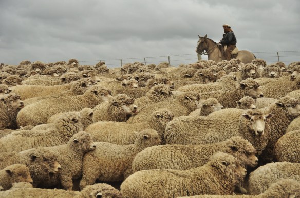 Swimming in a sea of sheep,