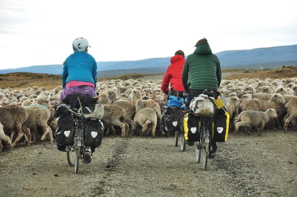 Cycling through the sheep.