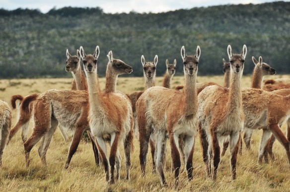 These little guys are super curious which makes them hilarious to interact with because whenever you talk to them they look at you as if they are listening.
