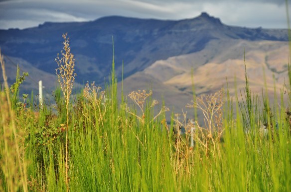 The grasslands here remind us of Turkey and Eastern Oregon.