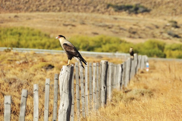 We have encointered an abnormal amount of Hawks and bees along this route.