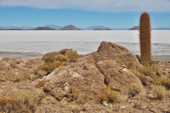 The island was covered with cacti.