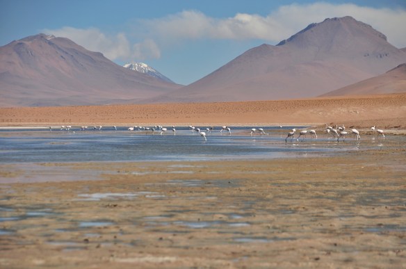There are many flamingos through the area.