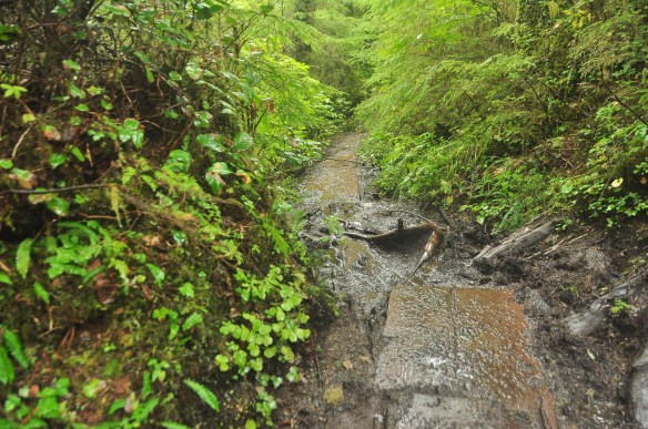 The trail we were "cycling" on.